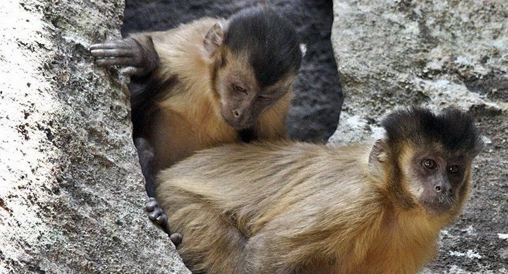 Rompere noci di palma, anche le scimmie si tramandano comportamenti tecnologici