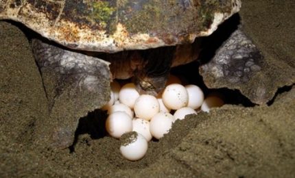 Cresce l'attesa ad Ardea per le uova di tartaruga Caretta Caretta