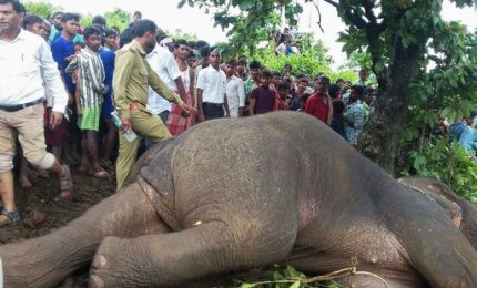 Abbattuto elefante in India, ha ucciso 15 persone. Le autorità incaricano uno dei “migliori cacciatori”