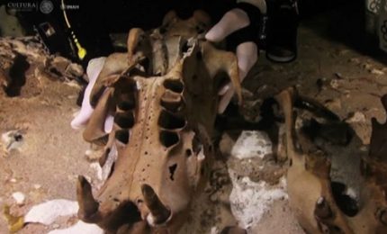 Mar dei Caraibi, scoperto lo scheletro di un bradipo-gigante