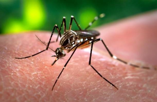 Regione Lazio: oggi un solo nuovo caso di Chikungunya