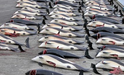 Giappone, terminata caccia alla balena: uccisi 177 animali