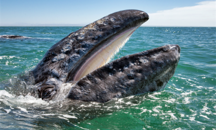 Paleontologia, le balene erano killer non giganti gentili