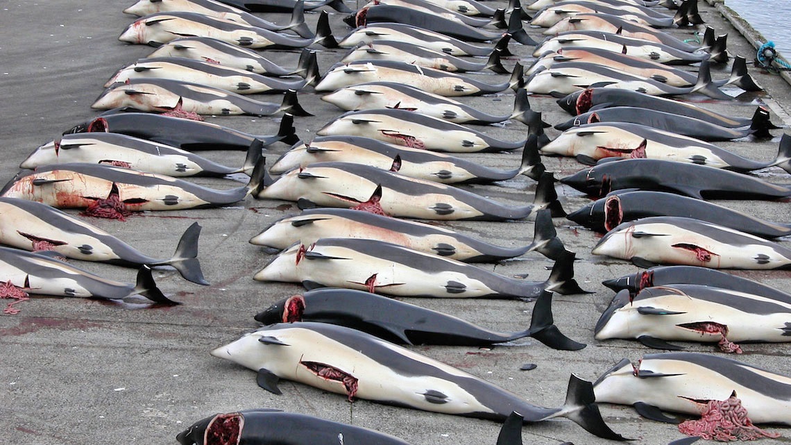 Giappone, terminata caccia alla balena: uccisi 177 animali