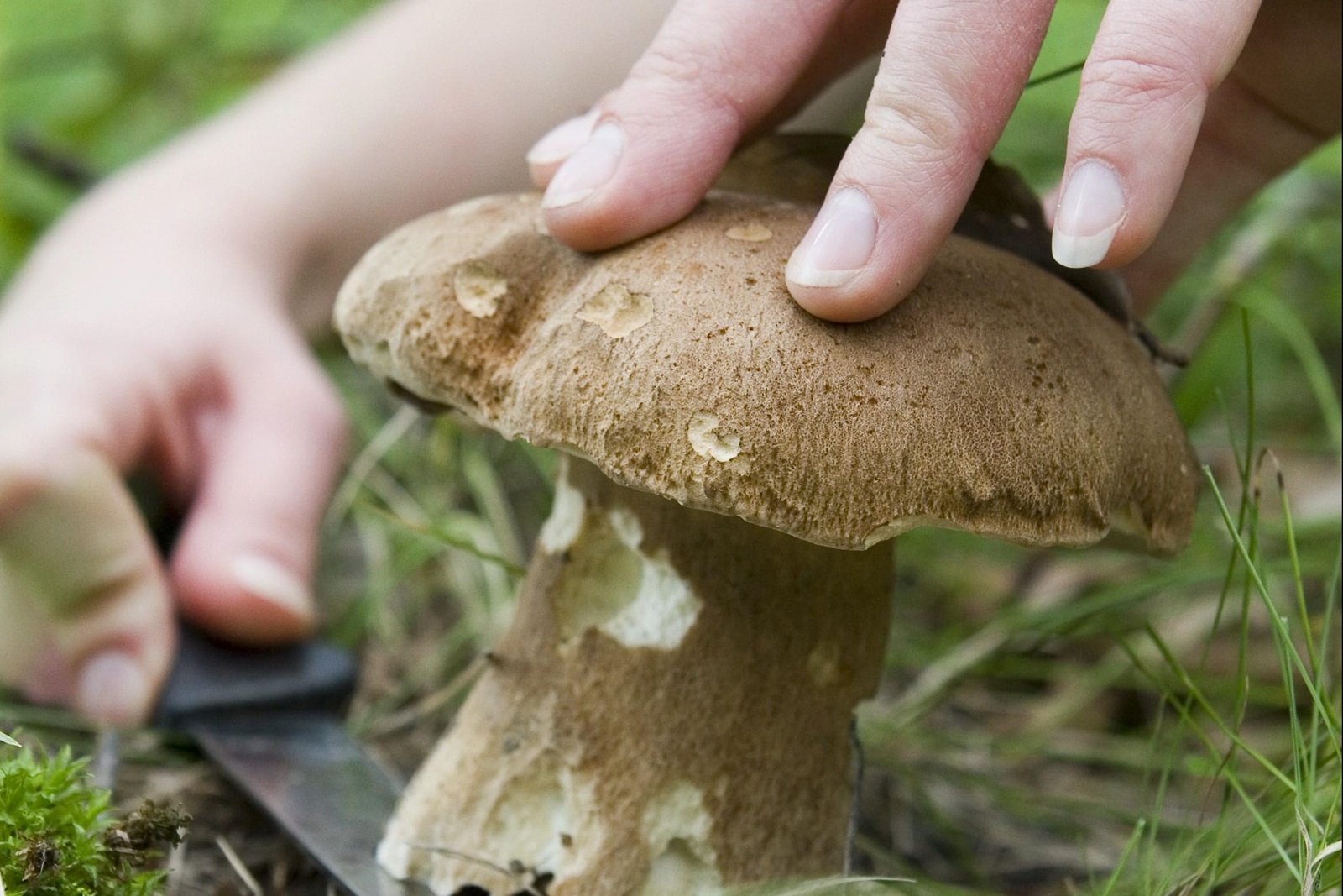 Stagione dei funghi, i consigli degli esperti per non correre rischi
