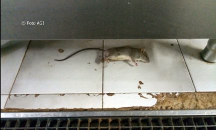 Topi morti (e non solo) nelle cucine dell'ospedale di Modica. Ministero invia i Nas