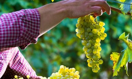 Climate change, precipita anche la produzione mondiale di vino