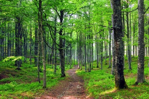 Clima, scienziato italiano scopre un algoritmo per difendere le foreste