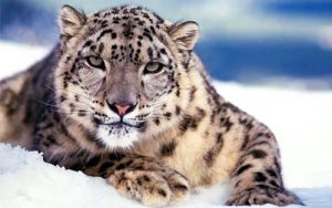 Leopardo-delle-nevi1-800x400-800x400