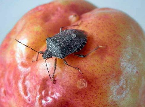 Ortofrutta, allarme cimice asiatica