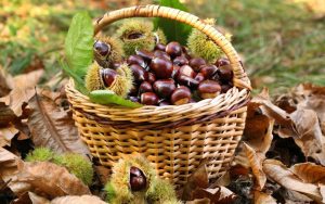 Chestnut harvest in wicker basket
