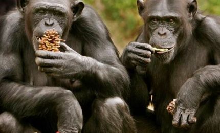 Scimpanzè verso l'estinzione, l'Europa chiede aiuto alla genetica