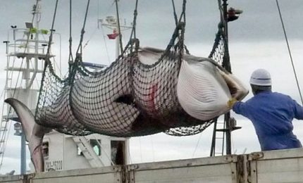 La crudeltà della caccia alle balene, immagini crude