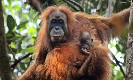 "Tapanuli", in Indonesia una nuova specie di orangutan. Rischio estinzione