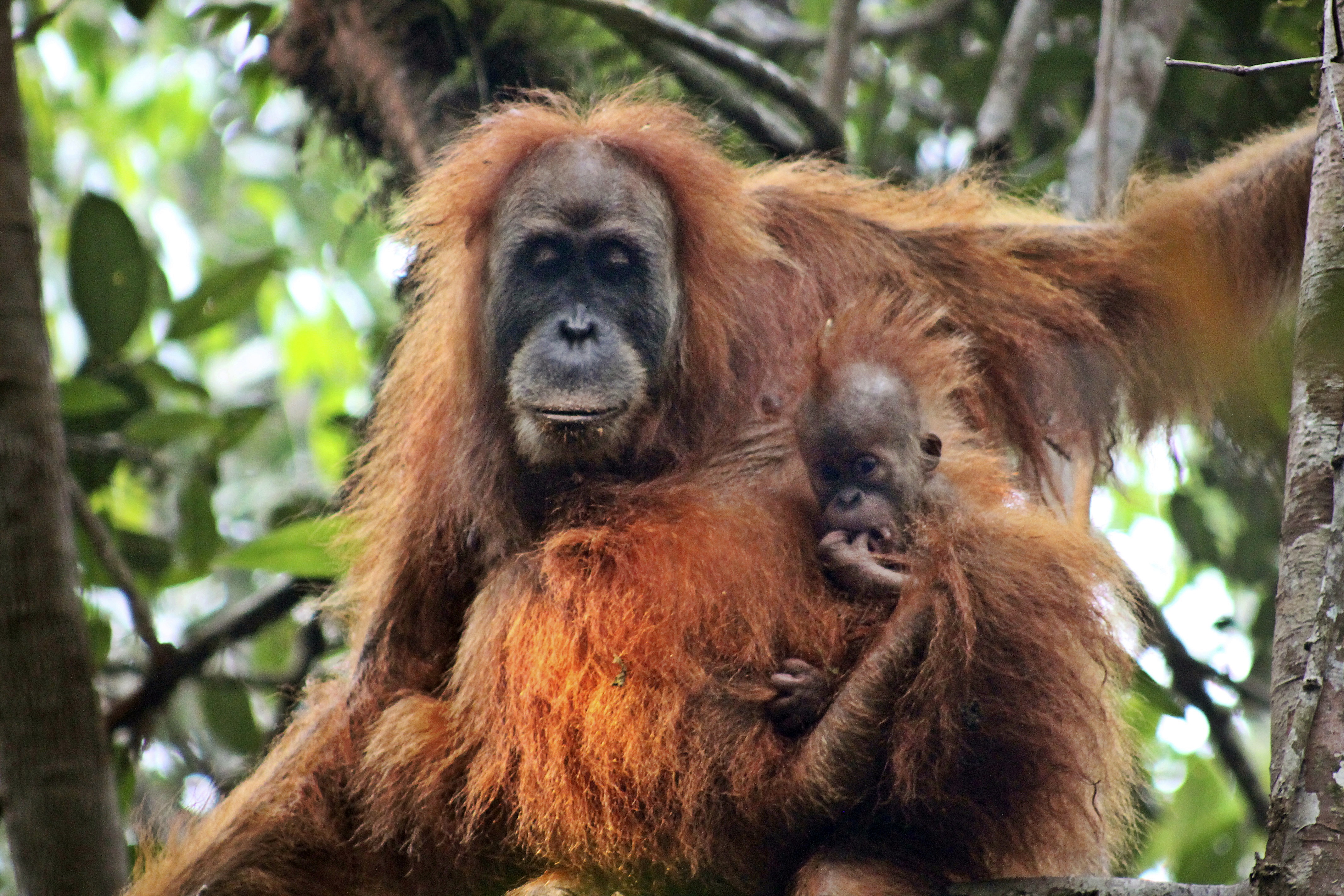 “Tapanuli”, in Indonesia una nuova specie di orangutan. Rischio estinzione