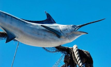 Greenpeace denuncia cattura illegale del pesce spada