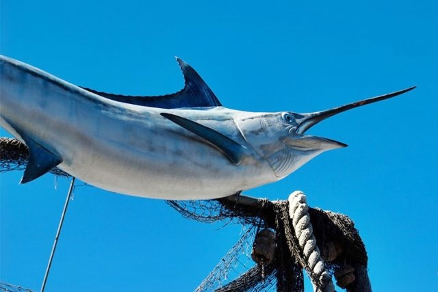 pesce-spada-640x427