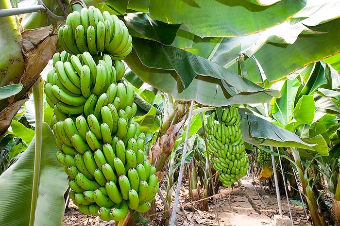 Le banane a rischio estinzione, un fungo sta distruggendo radici e frutto. Scienziati a lavoro