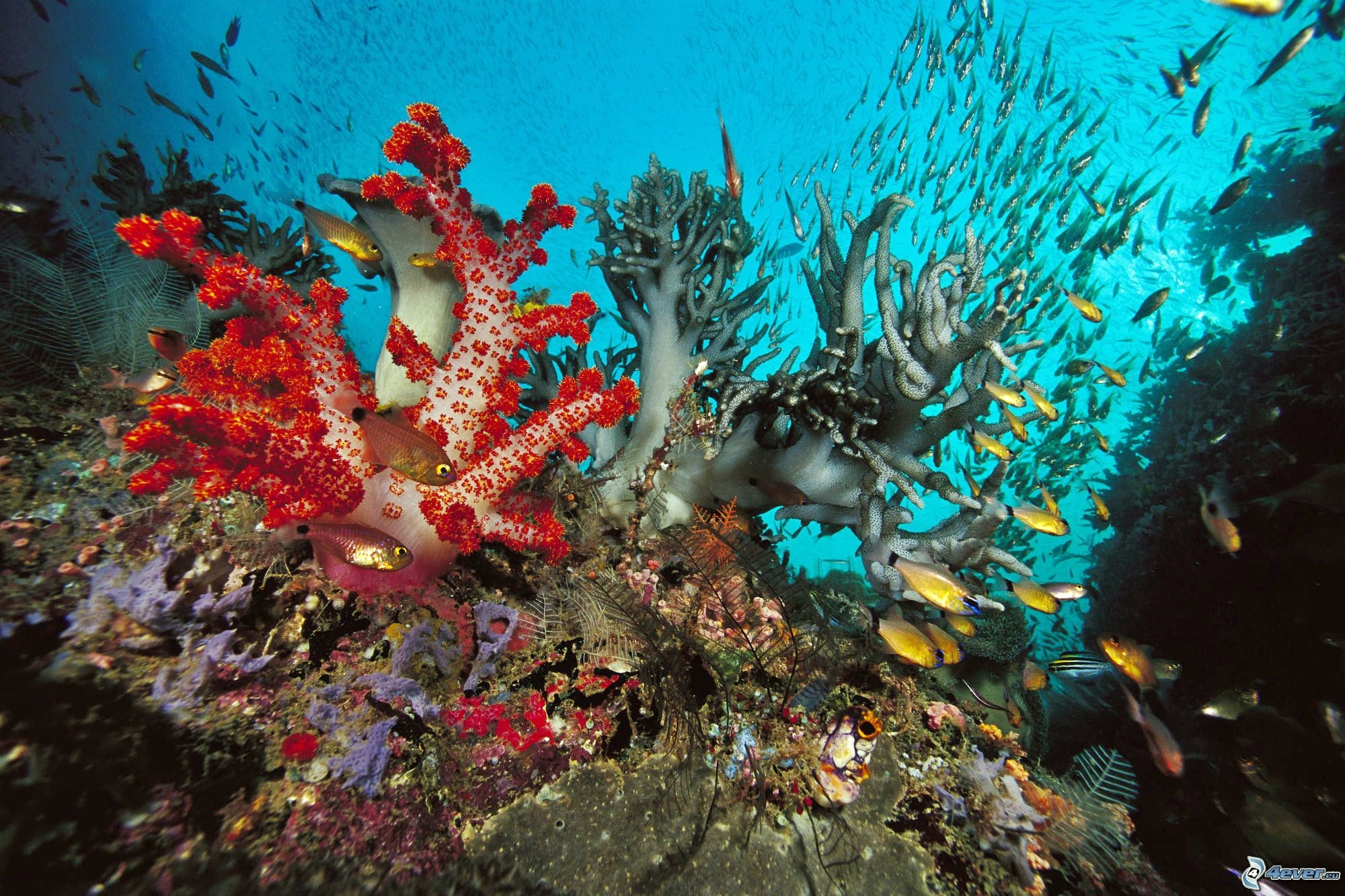 Robot scopre colonie di corallo raro a una profondita’ di circa 80 metri