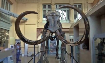 Lione, all'asta uno scheletro di mammut di 15mila anni fa