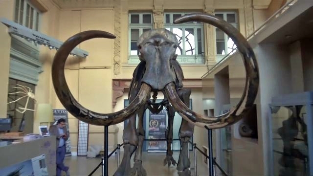 mammut