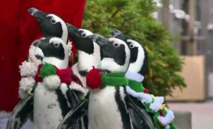 La passeggiata di Natale dei pinguini in Giappone