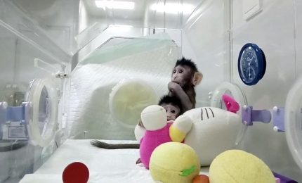 Scimmie clonate in Cina, si riapre il dibattito. Una minaccia?