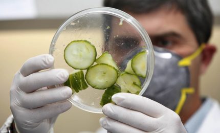 La bioplastica che nasce dagli scarti di frutta e verdura
