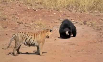Mamma orso contro tigre, lo scontro che ha conquistato il web