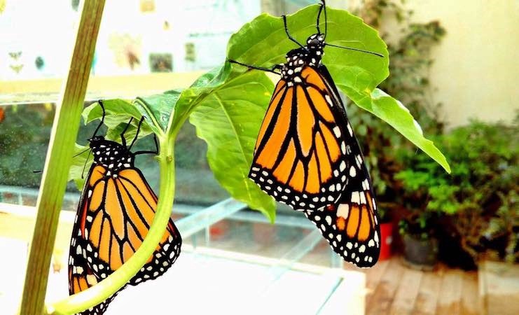 Aperta casa farfalle a Siracusa, ospita decine di esamplari