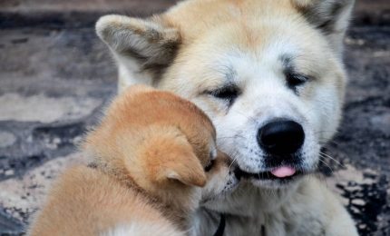 Gli Akita, i cani di razza giapponese che spopolano nel mondo