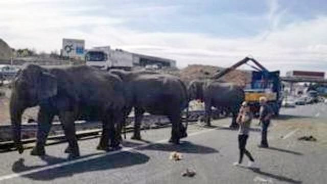 In Spagna si ribalta camion del circo, muore un elefante Spagna