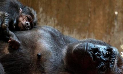 Strabiliante parto di una gorilla al Washington National Zoo