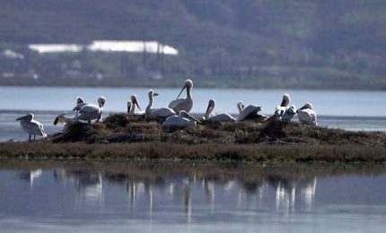 Albania, spettacolo di pellicani crespi nella laguna di Divjaka