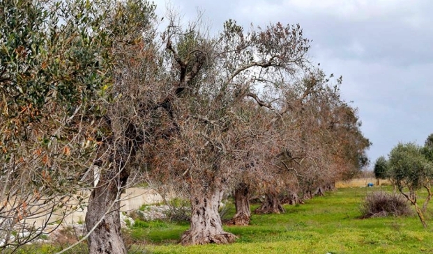 Api, pesticidi, Xylella e schizofrenia del governo italiano