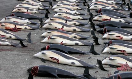 Strage di balene in Giappone, uccisi 122 esemplari incinte