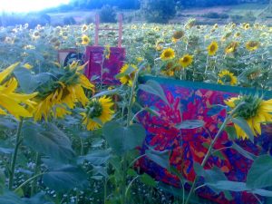 COPERTINA ARTICOLO Armonia