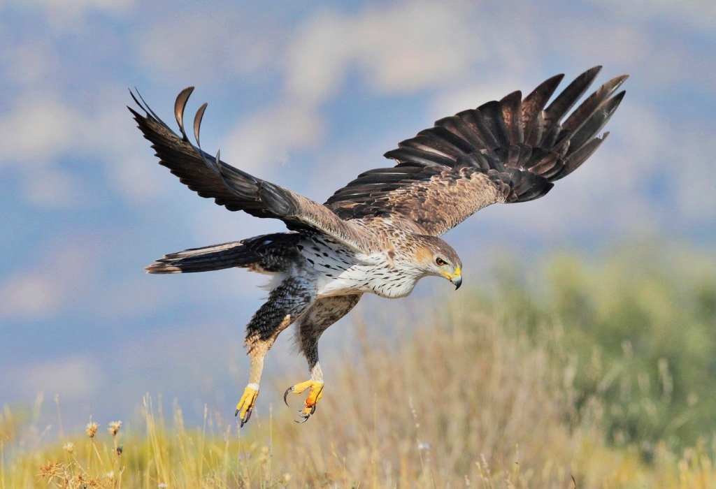 Riprende quota Aquila di Bonelli, 39 “giovani” solcano cieli Sicilia