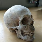 Teschio fuggiasco - 3