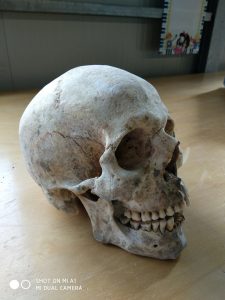 Teschio fuggiasco - 3