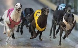 Centinaia di levrieri di Macao