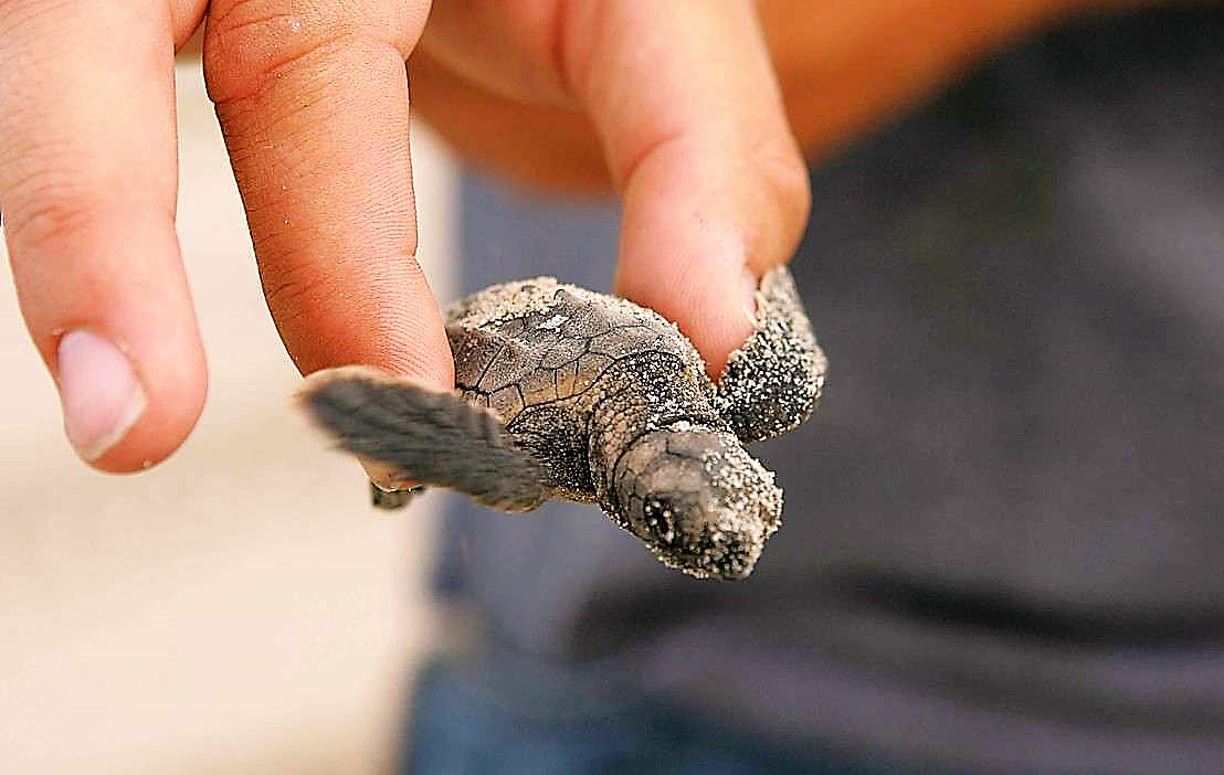 Toscana, nate a San Vincenzo 45 piccole tartarughe marine
