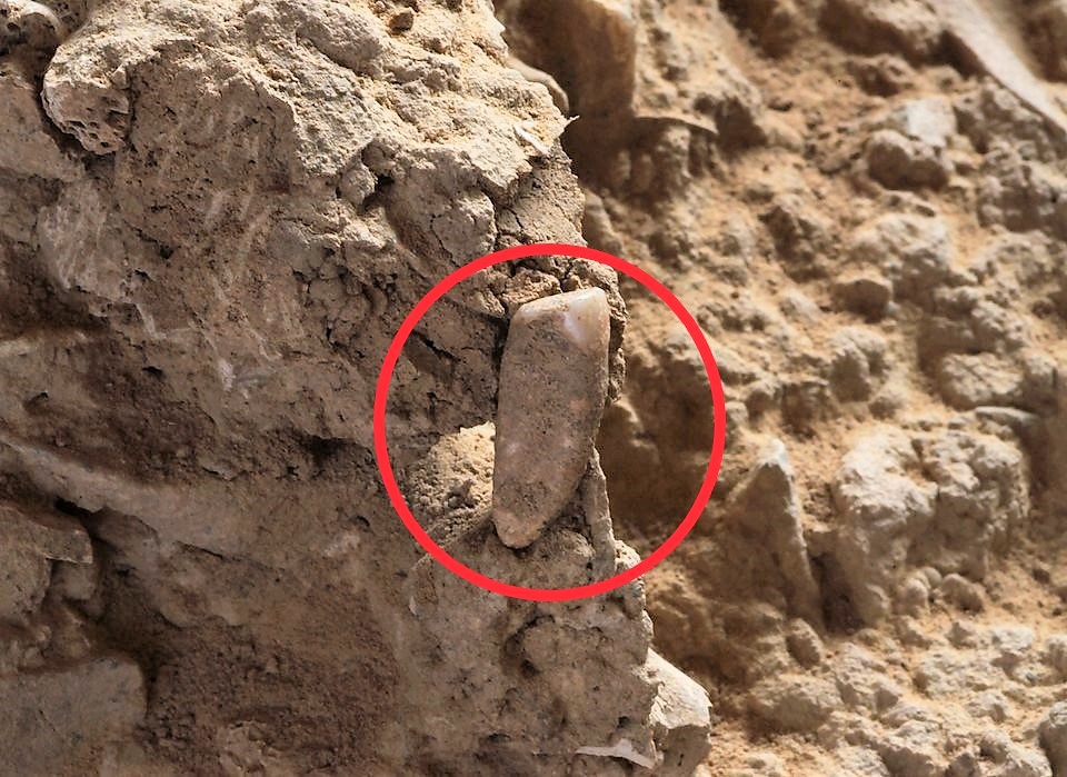 Dente da latte di 560.000 anni fa scoperto nelle Grotte di Tautavel