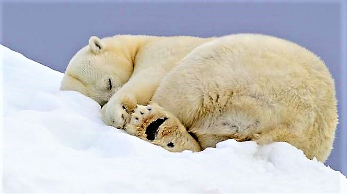 40enne ferito da orso polare nell’Artico, animale abbattuto
