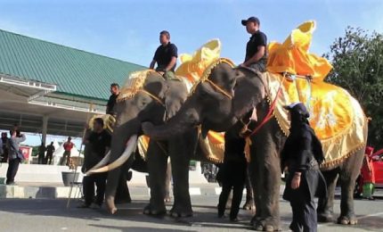 La parata degli elefanti di Sumatra a Banda Aceh