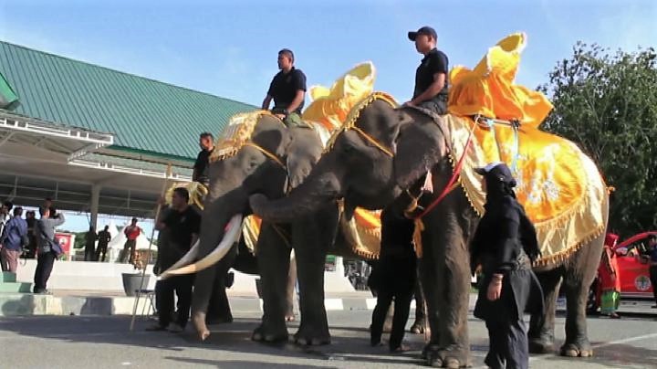 La parata degli elefanti di Sumatra a Banda Aceh