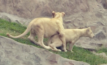 Due cuccioli di leone bianco debuttano allo zoo di Lima