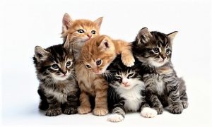 gatti-colore-del-manto