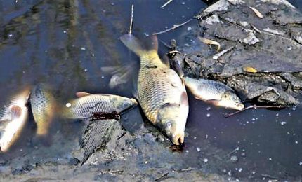 Moria di pesci nel Reno, la temperatura dell'acqua sui 27 gradi