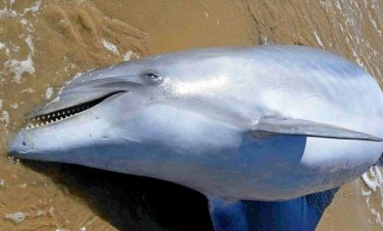 In due mesi ecatombe di delfini e foche sulle coste americane